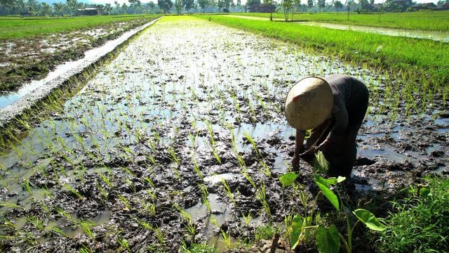 Farm worker planting rice seedlings in fertile soil Java Indonesia 