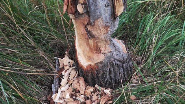 Slow motion pan up over tree with bite marks by beaver