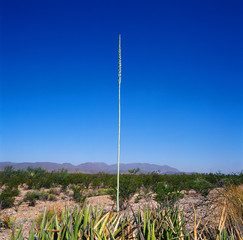 field of landscape