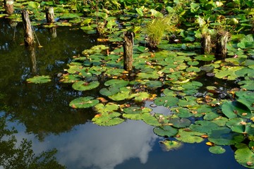秋の睡蓮の池の風景