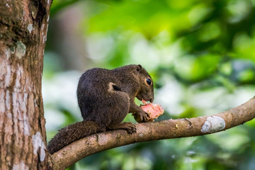 Plantain squirrel in Singapore