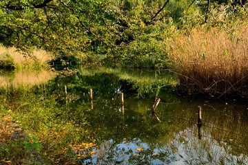 秋の池の風景