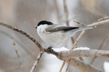 The willow tit (Poecile montanus) is a passerine bird in the tit family, Paridae