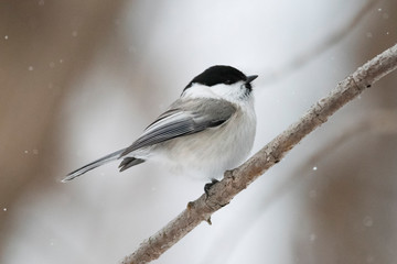 Obraz premium The willow tit (Poecile montanus) is a passerine bird in the tit family, Paridae