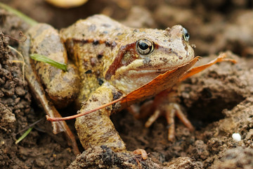Frog and autumn leaf