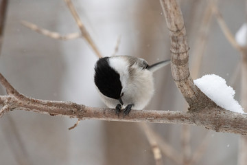 The willow tit (Poecile montanus) is a passerine bird in the tit family, Paridae