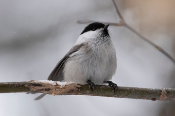 Fototapeta premium The willow tit (Poecile montanus) is a passerine bird in the tit family, Paridae