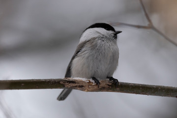 Fototapeta premium The willow tit (Poecile montanus) is a passerine bird in the tit family, Paridae