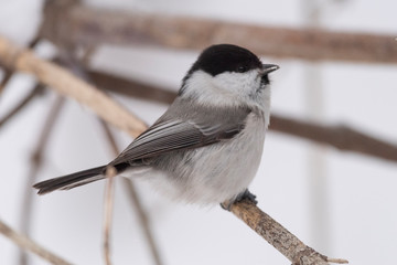 The willow tit (Poecile montanus) is a passerine bird in the tit family, Paridae