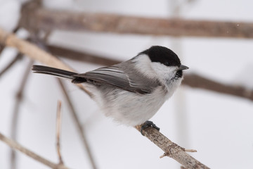 The willow tit (Poecile montanus) is a passerine bird in the tit family, Paridae