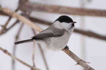 The willow tit (Poecile montanus) is a passerine bird in the tit family, Paridae