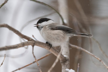 The willow tit (Poecile montanus) is a passerine bird in the tit family, Paridae