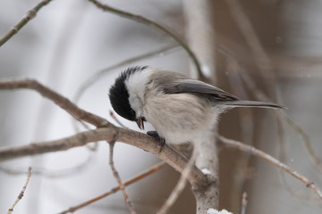 The willow tit (Poecile montanus) is a passerine bird in the tit family, Paridae