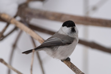 The willow tit (Poecile montanus) is a passerine bird in the tit family, Paridae