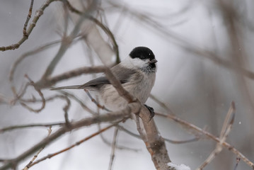 The willow tit (Poecile montanus) is a passerine bird in the tit family, Paridae