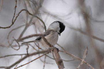Fototapeta premium The willow tit (Poecile montanus) is a passerine bird in the tit family, Paridae