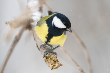 Obraz na płótnie Canvas Great tit (Parus major) - a bird of the titmouse family in its natural environment with natural light, close-up.