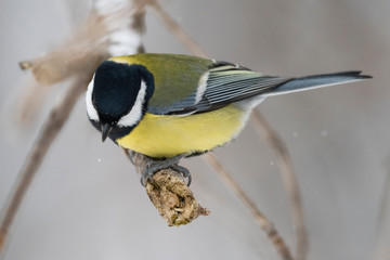 Great tit (Parus major) - a bird of the titmouse family in its natural environment with natural light, close-up.