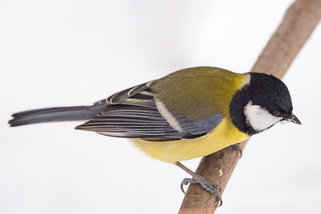 Great tit (Parus major) - a bird of the titmouse family in its natural environment with natural...