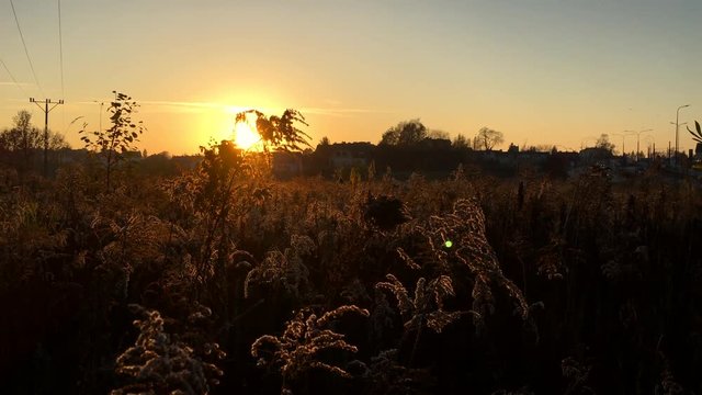 Sunset at goldenrod bushes
