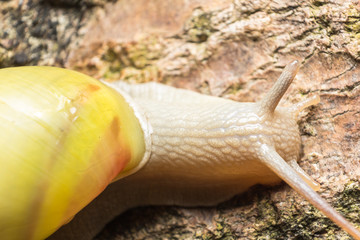 close up of snail on white rock, crawling slowly, reptile  in the rainforest southeast asia and thailand