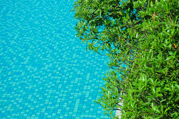 Water surface with green leaves around swimming pool, background with empty space for text.