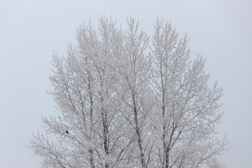 trees with snow
