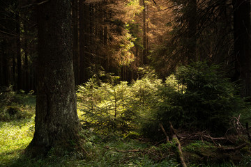 Sonnenstrahlen im Naturwald Harz