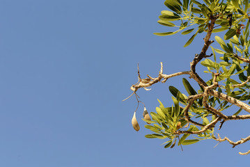 Low Angle View of Tree Leaves and Branches Against Clear Sky