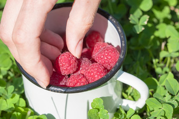 Fresh raspberries in a bowl close-up on the grass
