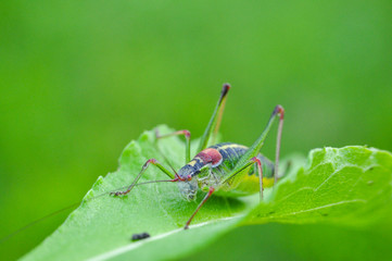 Grasshopper in the grass. Big grasshopper in natural habitat