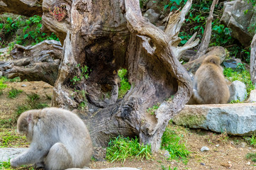 地獄谷野猿公園の秋