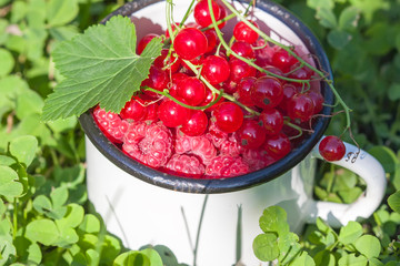 Raspberry and red currants  in a bowl close-up