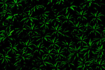 Green leaves background. Green leaves color tone dark  in the morning. Tropical Plant ,...