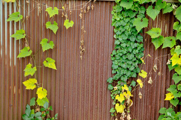 蔦の這うトタン壁