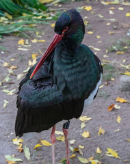 Schwarzer Storch im Tierpark