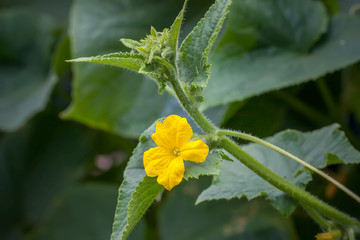 Flower and leaves of cucumber.