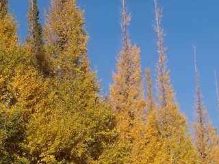 Fototapeta premium イチョウ並木