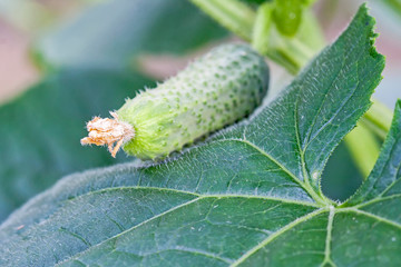 Cucumber on a bush in the garden.