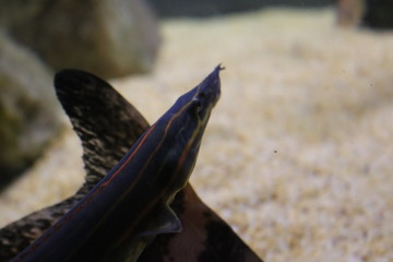 fish in an aquarium