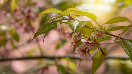 Fototapeta premium Sakura blossoms and green leaves.