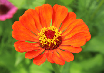Zinnia arancione