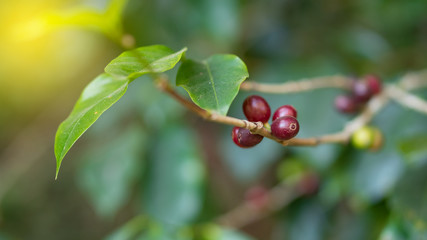 Red coffee beans and green leaves