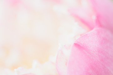 Sweet color lotus  in soft style for background