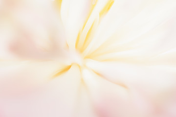 Sweet color lotus  in soft style for background