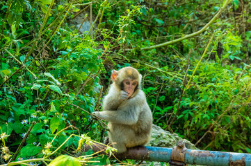 地獄谷野猿公園の秋