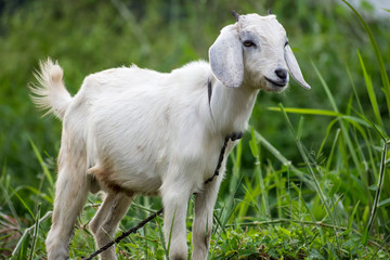 Young cute white goat portrait