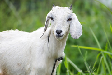Fototapeta premium Young cute white goat portrait