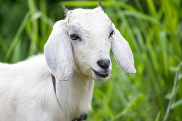 Fototapeta premium Young cute white goat portrait