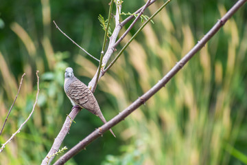Lovely Zebra dove (Geopelia striata) perched